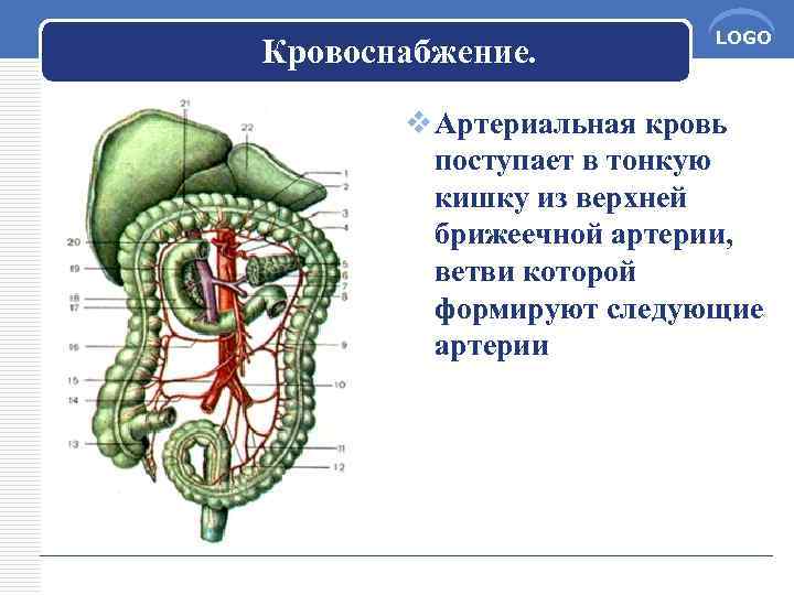 Кровоснабжение. LOGO v Артериальная кровь поступает в тонкую кишку из верхней брижеечной артерии, ветви