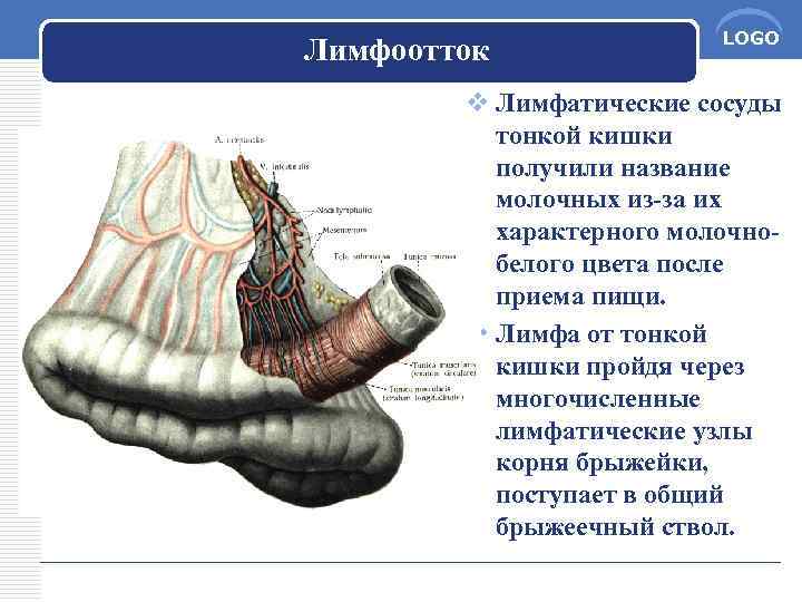 Лимфоотток LOGO v Лимфатические сосуды тонкой кишки получили название молочных из-за их характерного молочнобелого