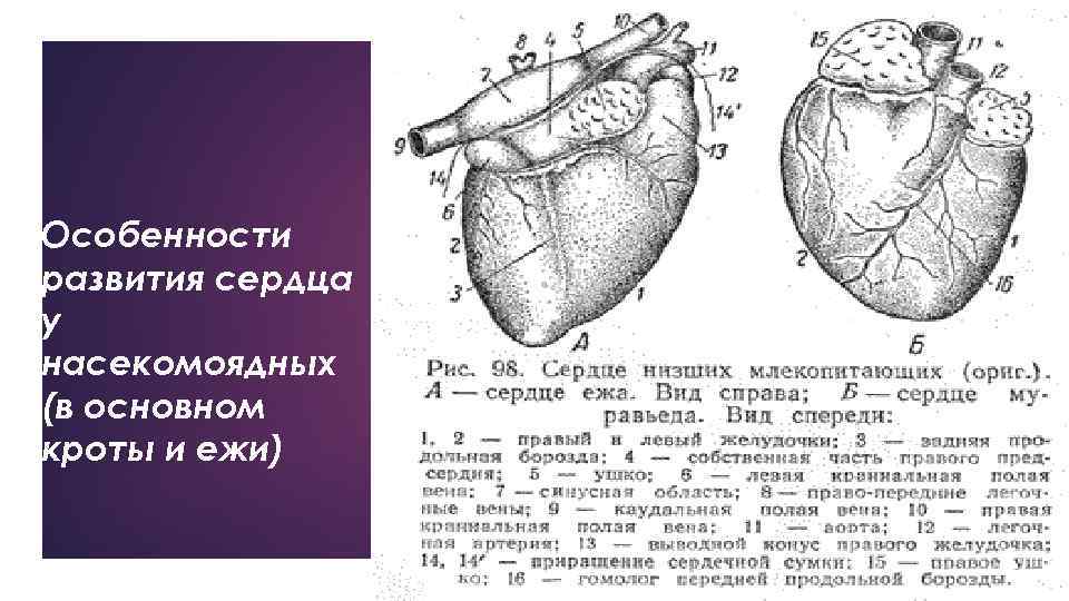 Особенности развития сердца у насекомоядных (в основном кроты и ежи) 