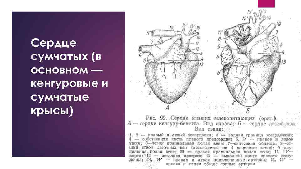 Сердце сумчатых (в основном — кенгуровые и сумчатые крысы) 