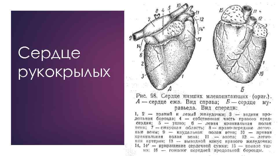 Сердце рукокрылых 