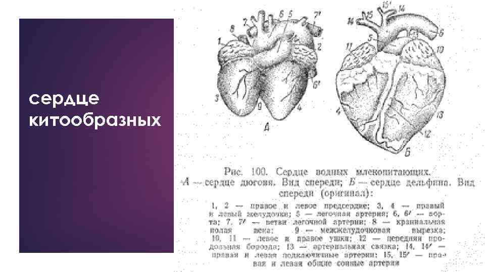 сердце китообразных 