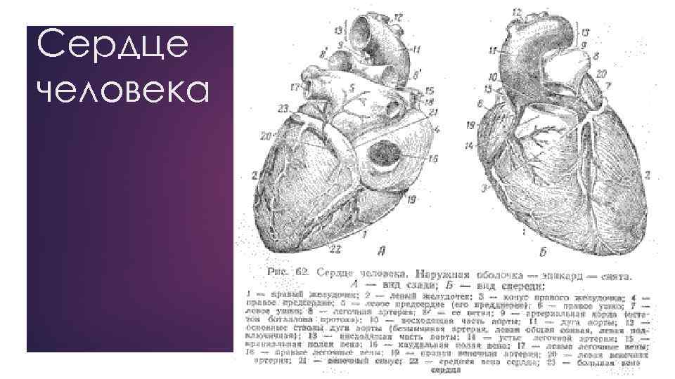 Сердце человека 