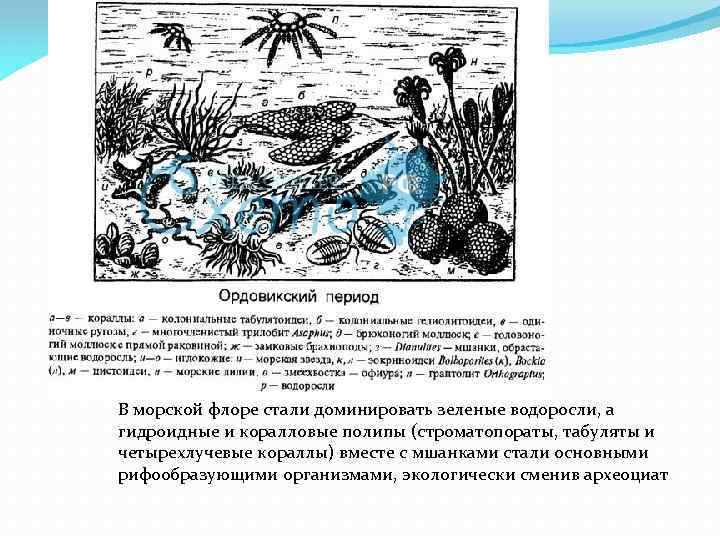 В морской флоре стали доминировать зеленые водоросли, а гидроидные и коралловые полипы (строматопораты, табуляты