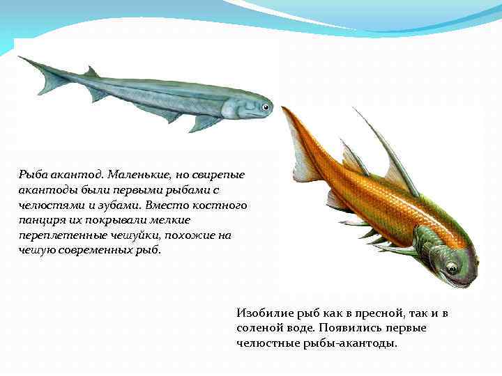 Рыба акантод. Маленькие, но свирепые акантоды были первыми рыбами с челюстями и зубами. Вместо