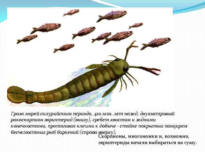 Гроза морей силурийского периода, 410 млн. лет назад, двухметровый ракоскорпион эвриптерид (внизу), гребет хвостом