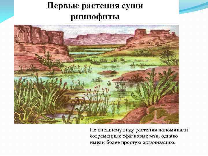 По внешнему виду растения напоминали современные сфагновые мхи, однако имели более простую организацию. 