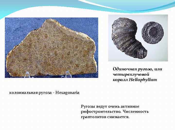 Одиночная ругоза, или четырехлучевой коралл Heliophyllum колониальная ругоза - Hexagonaria Ругозы ведут очень активное