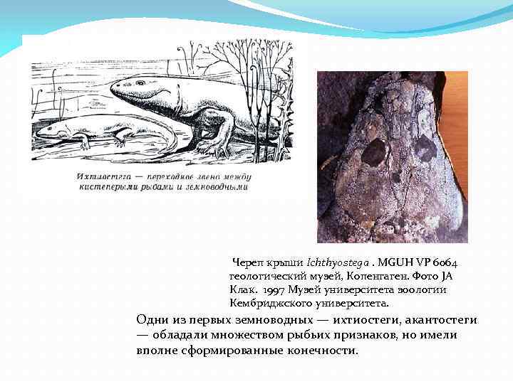  Череп крыши Ichthyostega. MGUH VP 6064 геологический музей, Копенгаген. Фото JA Клак. 1997