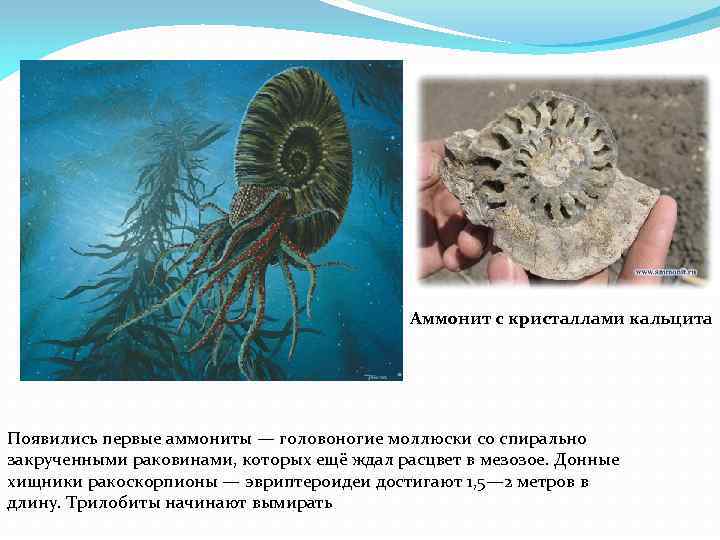 Аммонит с кристаллами кальцита Появились первые аммониты — головоногие моллюски со спирально закрученными раковинами,