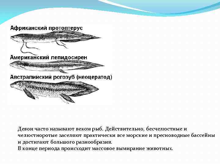 Век рыб. Челюстноротые и бесчелюстные. Бесчелюстные рыбы. Бесчелюстные рыбы Девон. Девонский период.