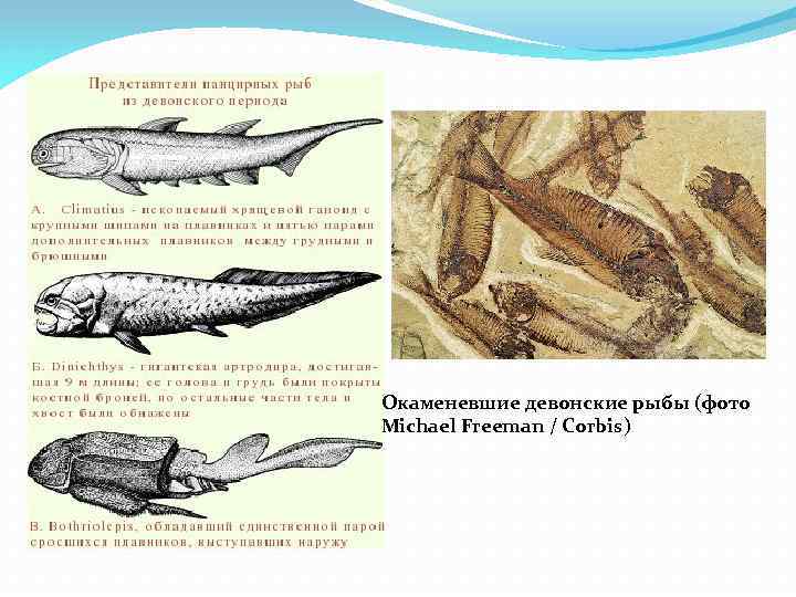 Окаменевшие девонские рыбы (фото Michael Freeman / Corbis) 