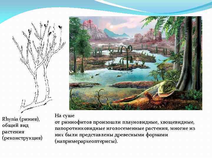 Вымершая группа риниофиты первые растения