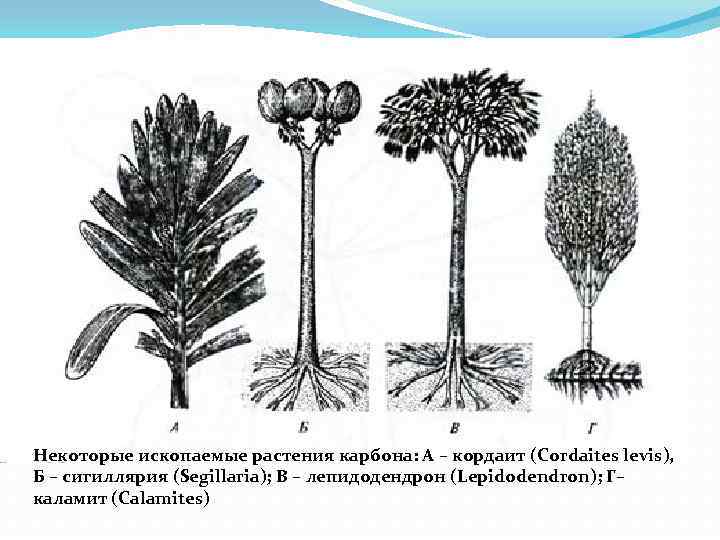 Некоторые ископаемые растения карбона: А – кордаит (Cordaites levis), Б – сигиллярия (Segillaria); В