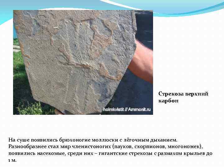 Стрекоза верхний карбон На суше появились брюхоногие моллюски с лёгочным дыханием. Разнообразнее стал мир