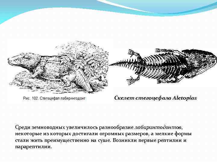 Скелет стегоцефала Aletopias Среди земноводных увеличилось разнообразие лабиринтодонтов, некоторые из которых достигали огромных размеров,