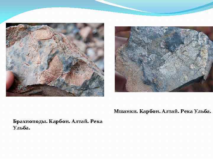 Мшанки. Карбон. Алтай. Река Ульба. Брахиоподы. Карбон. Алтай. Река Ульба. 