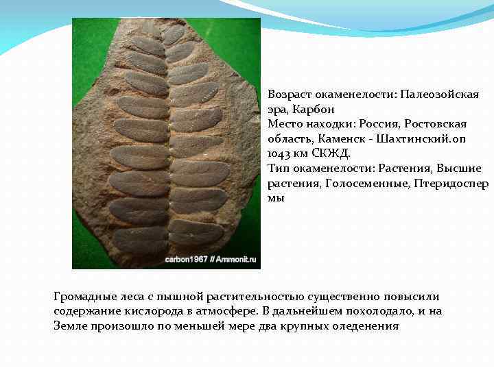 Возраст окаменелости: Палеозойская эра, Карбон Место находки: Россия, Ростовская область, Каменск - Шахтинский. оп