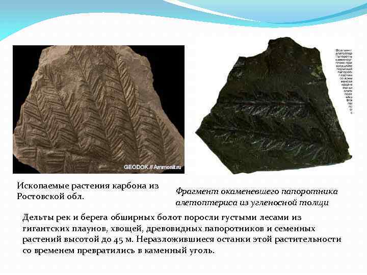 Ископаемые растения карбона из Ростовской обл. Фрагмент окаменевшего папоротника алетоптериса из угленосной толщи Дельты