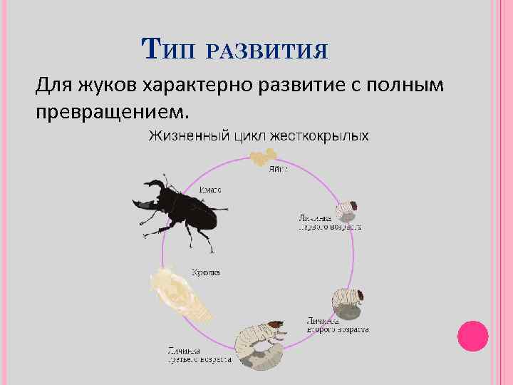 ТИП РАЗВИТИЯ Для жуков характерно развитие с полным превращением. 