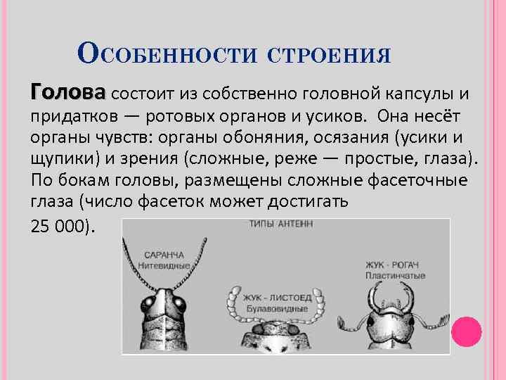 ОСОБЕННОСТИ СТРОЕНИЯ Голова состоит из собственно головной капсулы и придатков — ротовых органов и