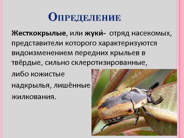 ОПРЕДЕЛЕНИЕ Жесткокрылые, или жуки - отряд насекомых, представители которого характеризуются видоизменением передних крыльев в