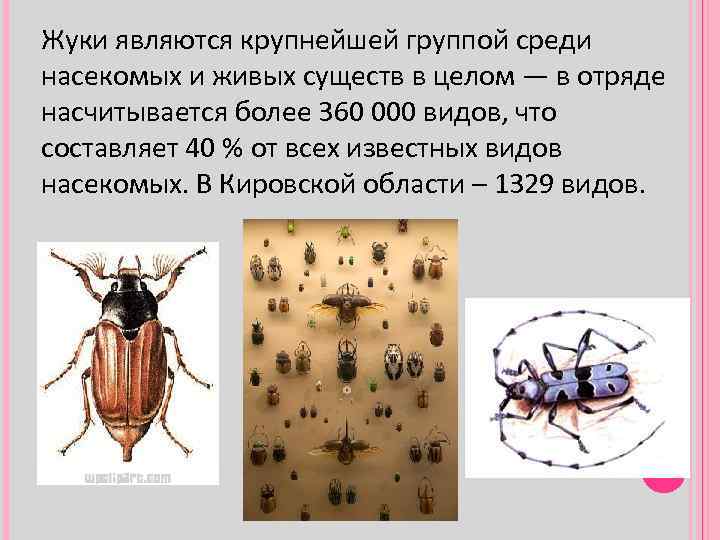 Жуки являются крупнейшей группой среди насекомых и живых существ в целом — в отряде