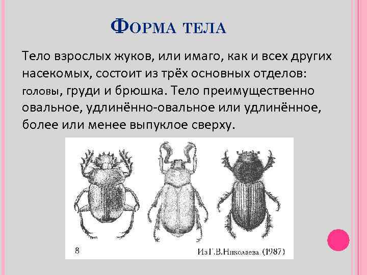 ФОРМА ТЕЛА Тело взрослых жуков, или имаго, как и всех других насекомых, состоит из