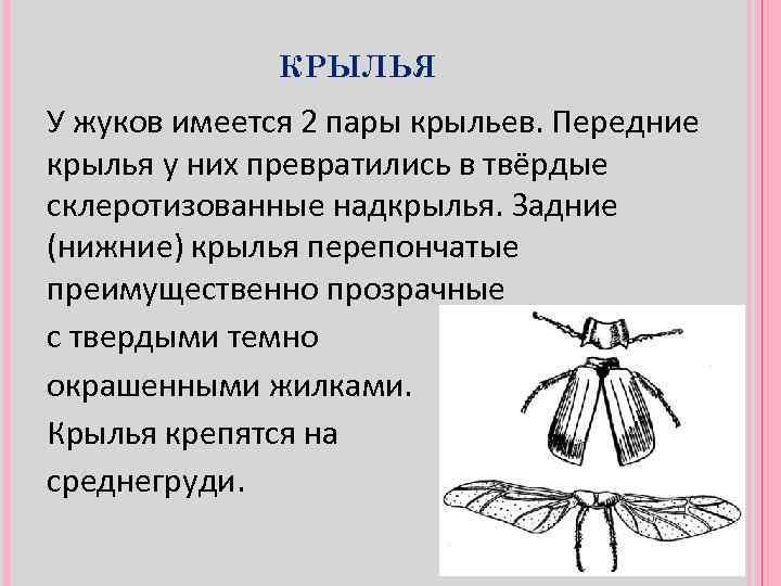 КРЫЛЬЯ У жуков имеется 2 пары крыльев. Передние крылья у них превратились в твёрдые