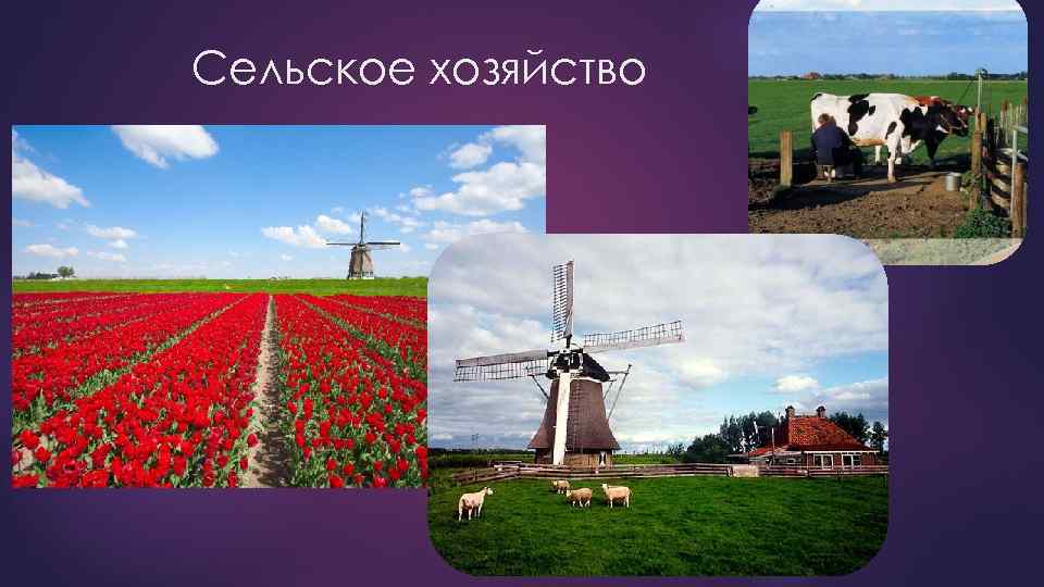 Сельское хозяйство 