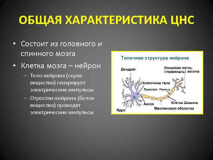 Основная характеристика нервной системы. Нервная система строение и функции нервной системы. Общая характеристика ЦНС. Функции центрального отдела нервной системы