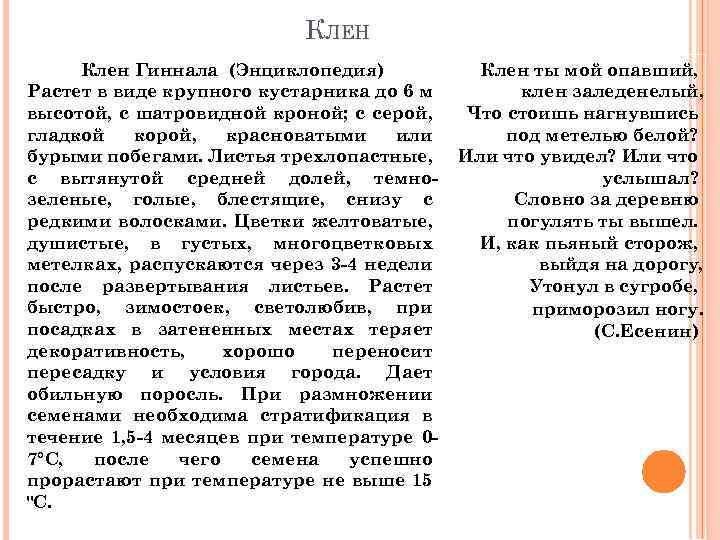 КЛЕН Клен Гиннала (Энциклопедия) Растет в виде крупного кустарника до 6 м высотой, с