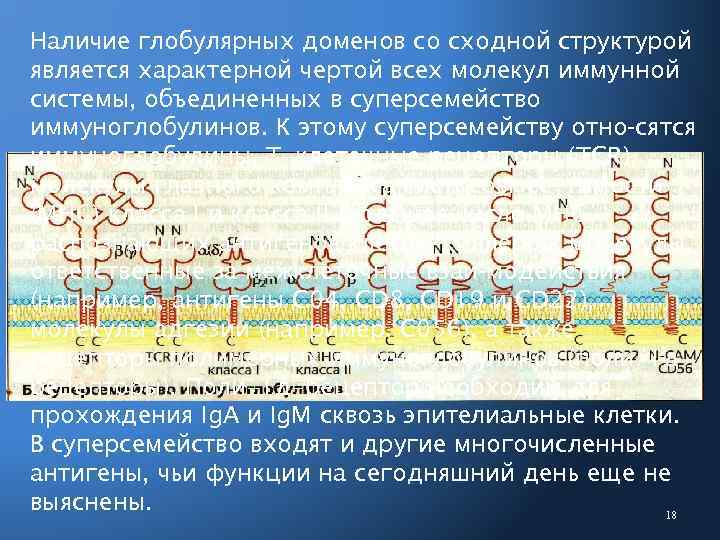 Наличие глобулярных доменов со сходной структурой является характерной чертой всех молекул иммунной системы, объединенных