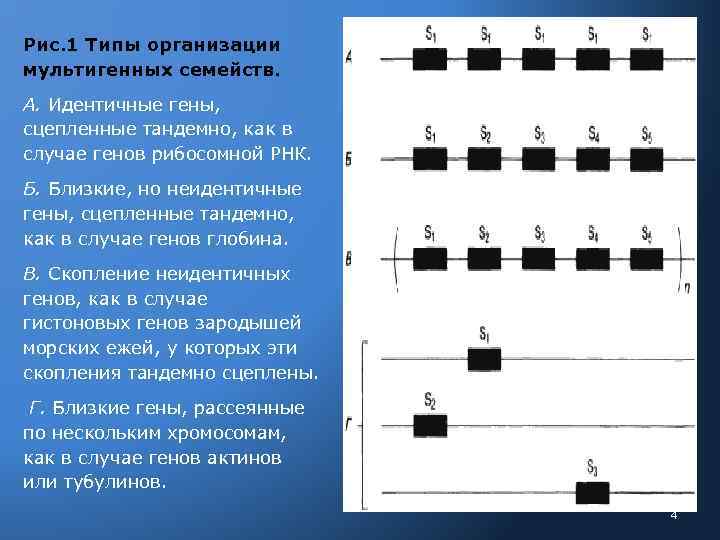 Рис. 1 Типы организации мультигенных семейств. А. Идентичные гены, сцепленные тандемно, как в случае