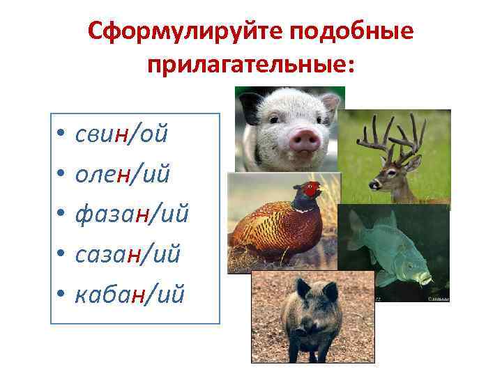 Сформулируйте подобные прилагательные: • • • свин/ой олен/ий фазан/ий сазан/ий кабан/ий 