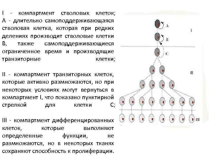 Деление стволовых клеток. Промежуточные клетки стволовые. Самоподдерживающаяся популяция стволовых клеток. Компартмент полустволовой клетки. Компартмент коммитированных клеток.