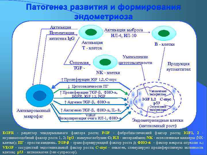 Патогенез развития и формирования эндометриоза Активация Презентация антигена Ig. G Активация выброса ИЛ-4, ИЛ-10