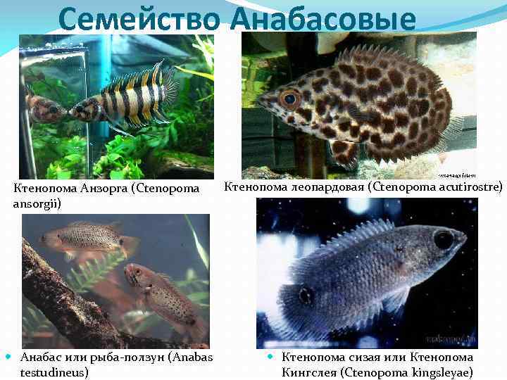 Семейство Анабасовые Ктенопома Анзорга (Ctenopoma ansorgii) Анабас или рыба-ползун (Anabas testudineus) Ктенопома леопардовая (Ctenopoma