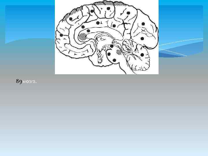 89 мозга. 