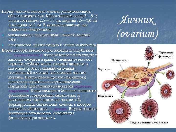 Парная женская половая железа, расположенная в области малого таза. Масса яичника равна 5— 8