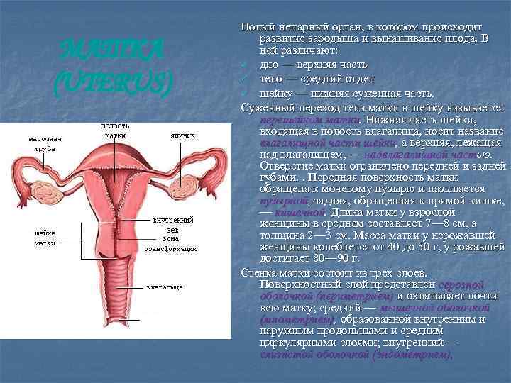 МАТКА (UTERUS) Полый непарный орган, в котором происходит развитие зародыша и вынашивание плода. В