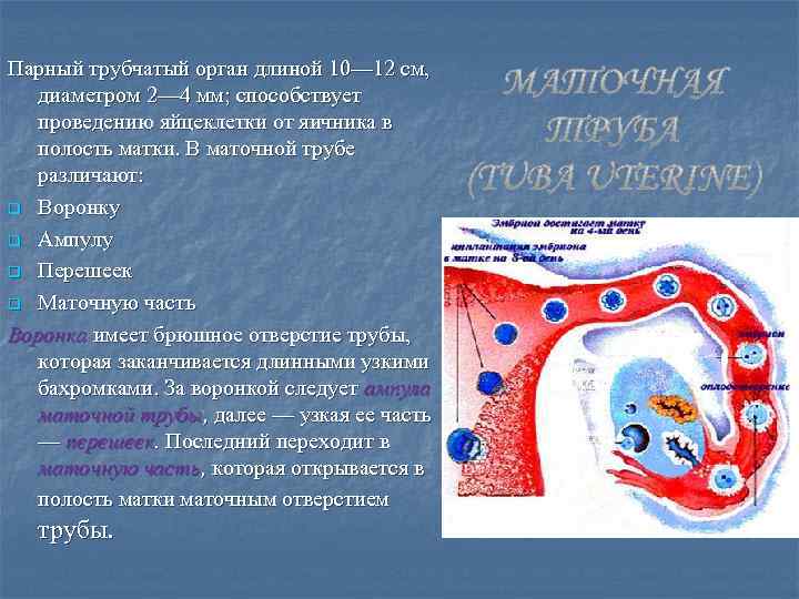 Парный трубчатый орган длиной 10— 12 см, диаметром 2— 4 мм; способствует проведению яйцеклетки