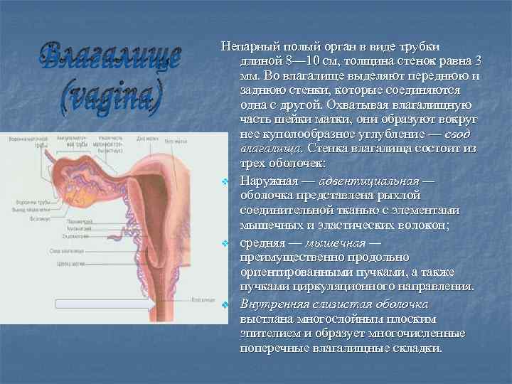 Влагалище (vagina) Непарный полый орган в виде трубки длиной 8— 10 см, толщина стенок