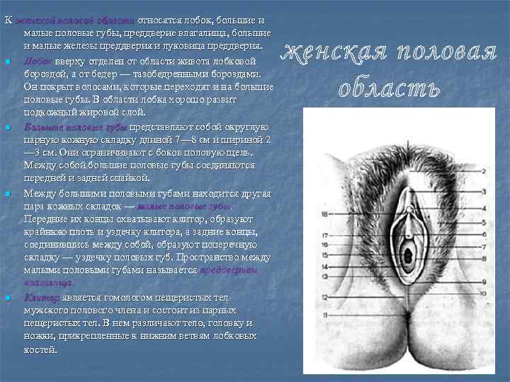 К женской половой области относятся лобок, большие и малые половые губы, преддверие влагалища, большие