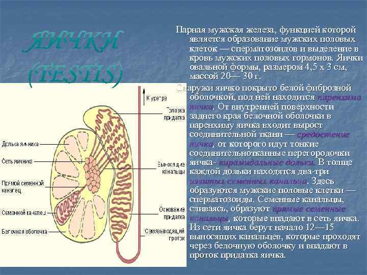 Парная мужская железа, функцией которой является образование мужских половых клеток — сперматозоидов и выделение