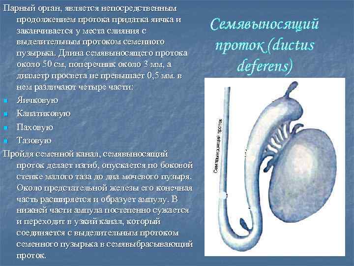 Парный орган, является непосредственным продолжением протока придатка яичка и заканчивается у места слияния с