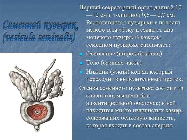 Семенной пузырек (vesicula seminalis) Парный секреторный орган длиной 10 — 12 см и толщиной