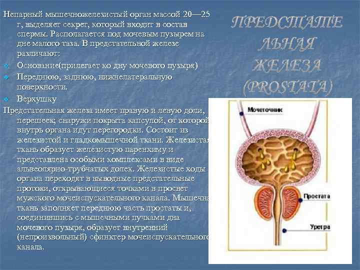 Непарный мышечножелезистый орган массой 20— 25 г, выделяет секрет, который входит в состав спермы.