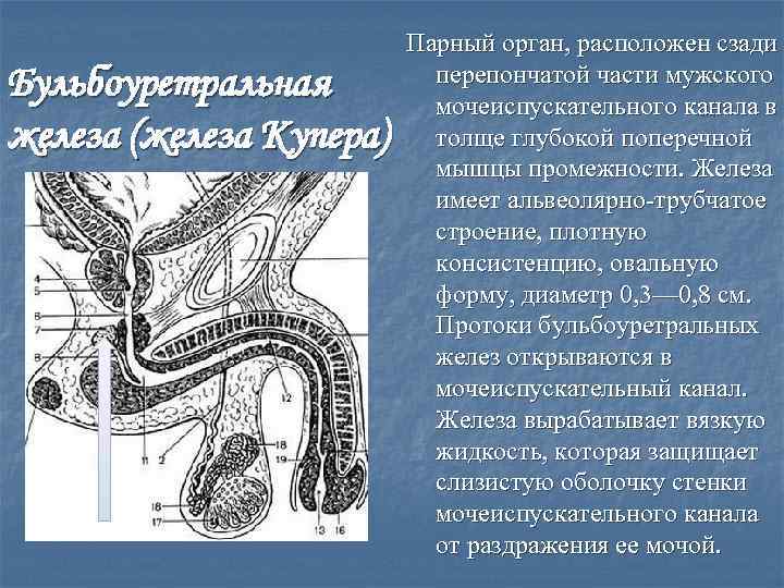 Бульбоуретральная железа (железа Купера) Парный орган, расположен сзади перепончатой части мужского мочеиспускательного канала в