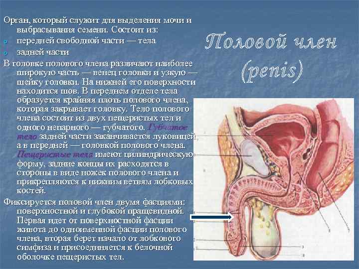 Орган, который служит для выделения мочи и выбрасывания семени. Состоит из: o передней свободной